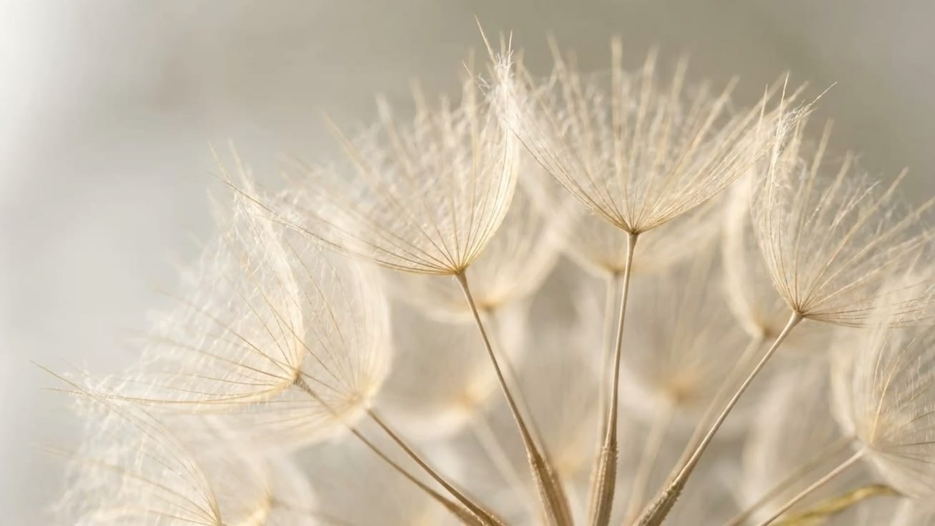 Soft dandelion seed heads against a pale background